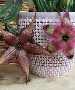 Stapelia Hirsuta Live Plant - Starfish Cactus, Unique Succulent for Indoors - Image 4