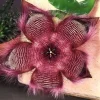 Stapelia Hirsuta Live Plant - Starfish Cactus, Unique Succulent for Indoors - Image 1