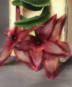 Stapelia Hirsuta Live Plant - Starfish Cactus, Unique Succulent for Indoors - Image 5