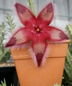 Stapelia Hirsuta Live Plant - Starfish Cactus, Unique Succulent for Indoors - Image 6