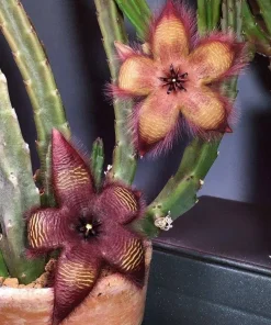 Stapelia Hirsuta Live Plant - Starfish Cactus, Unique Succulent for Indoors - Image 9
