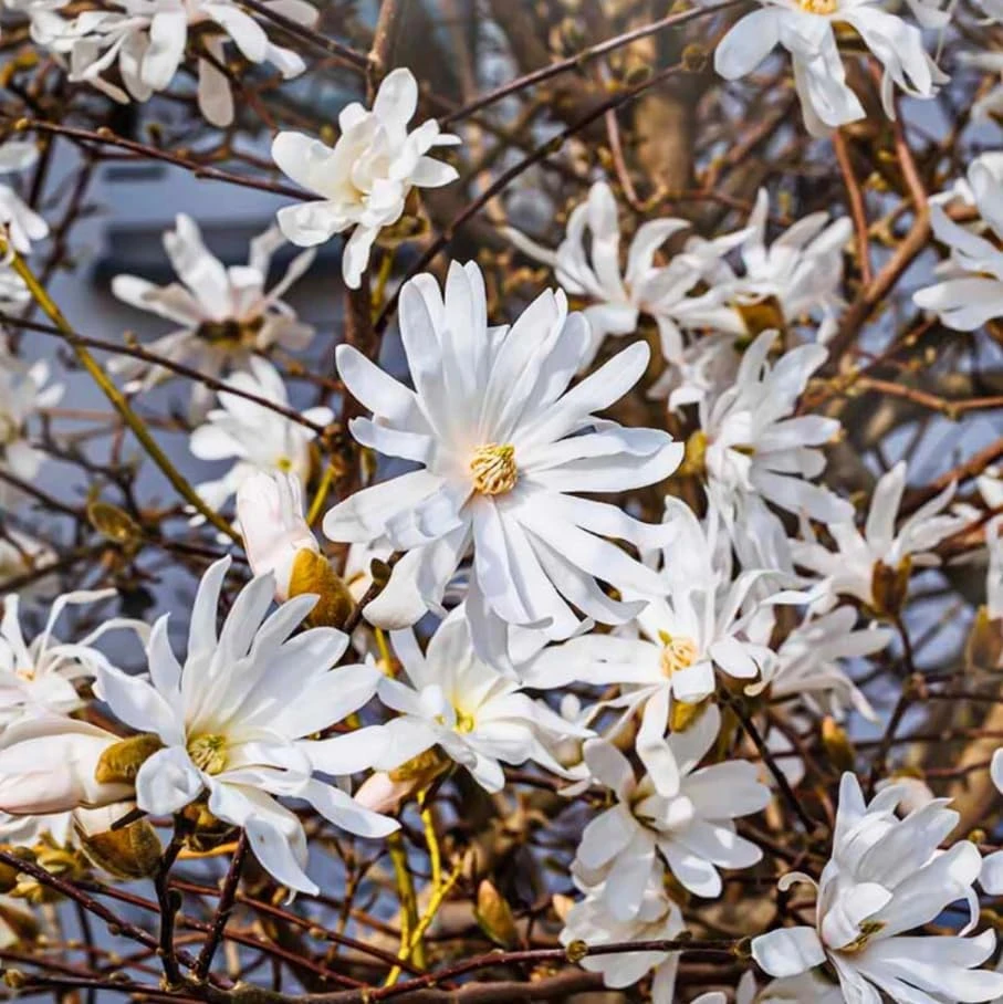 Star Magnolia Shrub Tree Live Plant – Fragrant White Lily Magnolia – Deciduous Outdoor Shrub – Potted 6-12 inches Tall - Image 2