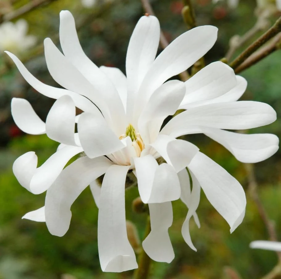 Star Magnolia Shrub Tree Live Plant – Fragrant White Lily Magnolia – Deciduous Outdoor Shrub – Potted 6-12 inches Tall - Image 3