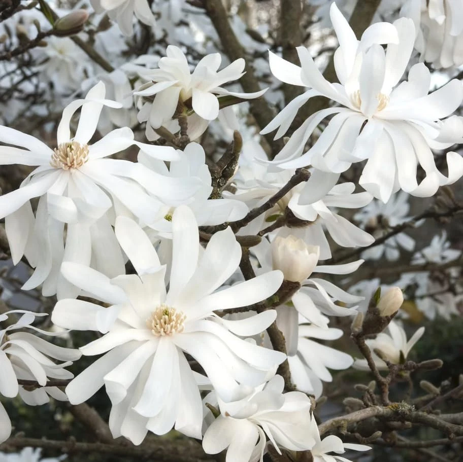Star Magnolia Shrub Tree Live Plant – Fragrant White Lily Magnolia – Deciduous Outdoor Shrub – Potted 6-12 inches Tall - Image 4