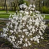 Star Magnolia Shrub Tree Live Plant – Fragrant White Lily Magnolia – Deciduous Outdoor Shrub – Potted 6-12 inches Tall - Image 1