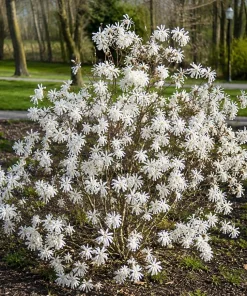 Star Magnolia Shrub Tree Live Plant – Fragrant White Lily Magnolia – Deciduous Outdoor Shrub – Potted 6-12 inches Tall - Image 1