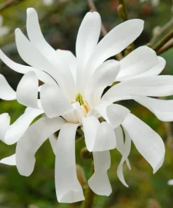 Star Magnolia Tree Live Plant – White Flowering Shrub 6-12