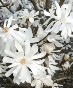 Star Magnolia Tree Live Plant – White Flowering Shrub 6-12