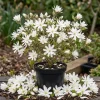Star Magnolia Tree Live Plant – White Flowering Shrub 6-12" Tall - Image 1