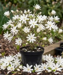 Star Magnolia Tree Live Plant – White Flowering Shrub 6-12" Tall - Image 1