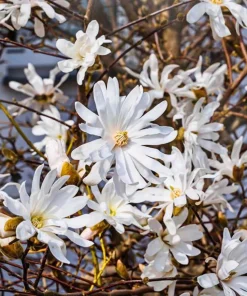Star Magnolia Tree Live Plant - White Flowers, 6-12" Tall, 4" Pot, Pack of 2 - Image 2