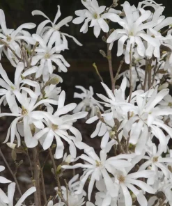 Star Magnolia Tree Live Plant - White Flowers, 6-12