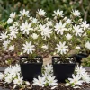 Star Magnolia Tree Live Plant - White Flowers, 6-12" Tall, 4" Pot, Pack of 2 - Image 1