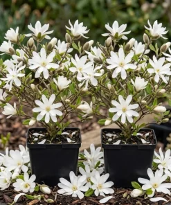 Star Magnolia Tree Live Plant - White Flowers, 6-12" Tall, 4" Pot, Pack of 2 - Image 1