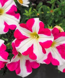 Star Mix Petunia Flower Seeds - Mixed Colors Petunia Violacea - 100 Seeds - Image 10