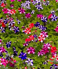 Star Mix Petunia Flower Seeds - Mixed Colors Petunia Violacea - 100 Seeds - Image 11