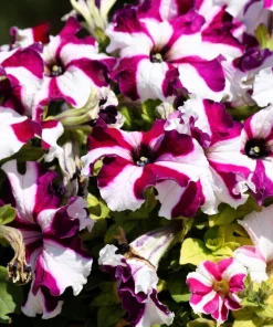 Star Mix Petunia Flower Seeds - Mixed Colors Petunia Violacea - 100 Seeds - Image 12
