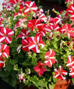 Star Mix Petunia Flower Seeds - Mixed Colors Petunia Violacea - 100 Seeds - Image 13