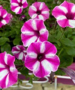 Star Mix Petunia Flower Seeds - Mixed Colors Petunia Violacea - 100 Seeds - Image 14