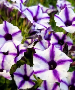 Star Mix Petunia Flower Seeds - Mixed Colors Petunia Violacea - 100 Seeds - Image 15