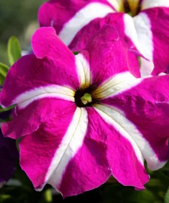 Star Mix Petunia Flower Seeds - Mixed Colors Petunia Violacea - 100 Seeds - Image 16