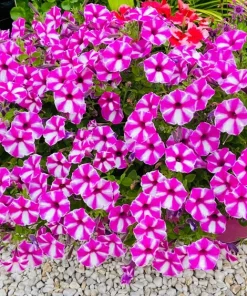 Star Mix Petunia Flower Seeds - Mixed Colors Petunia Violacea - 100 Seeds - Image 17