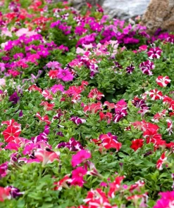 Star Mix Petunia Flower Seeds - Mixed Colors Petunia Violacea - 100 Seeds - Image 2