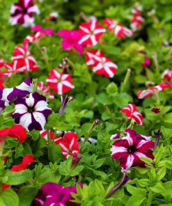 Star Mix Petunia Flower Seeds - Mixed Colors Petunia Violacea - 100 Seeds - Image 3
