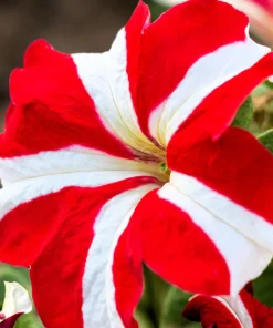 Star Mix Petunia Flower Seeds - Mixed Colors Petunia Violacea - 100 Seeds - Image 4