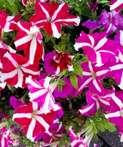 Star Mix Petunia Flower Seeds - Mixed Colors Petunia Violacea - 100 Seeds - Image 5