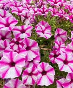 Star Mix Petunia Flower Seeds - Mixed Colors Petunia Violacea - 100 Seeds - Image 6