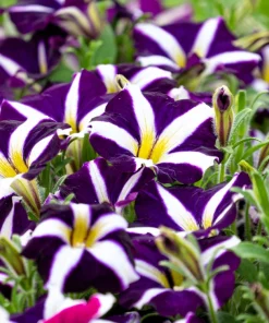 Star Mix Petunia Flower Seeds - Mixed Colors Petunia Violacea - 100 Seeds - Image 7