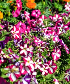 Star Mix Petunia Flower Seeds - Mixed Colors Petunia Violacea - 100 Seeds - Image 8