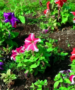 Star Mix Petunia Flower Seeds - Mixed Colors Petunia Violacea - 100 Seeds - Image 9