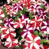 Star Mix Petunia Flower Seeds - Mixed Colors Petunia Violacea - 100 Seeds - Image 1