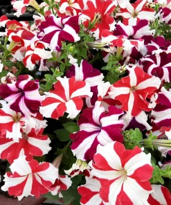 Star Mix Petunia Flower Seeds - Mixed Colors Petunia Violacea - 100 Seeds - Image 1