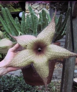 Starfish Cactus Live Plant – Stapelia gigantea – Rare Flowering Succulent Houseplant - Image 2