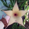Starfish Cactus Live Plant – Stapelia gigantea – Rare Flowering Succulent Houseplant - Image 1