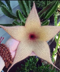 Starfish Cactus Live Plant – Stapelia gigantea – Rare Flowering Succulent Houseplant - Image 1
