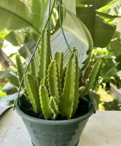 Starfish Cactus Live Plant – Stapelia gigantea Rare Succulent Houseplant - Image 1