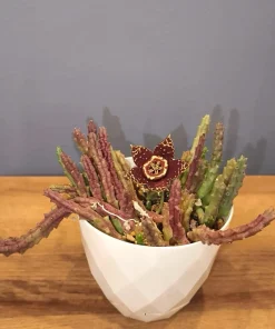 Starfish Cactus Live Plant – Stapelia grandiflora Succulent - Image 2