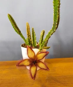 Starfish Cactus Live Plant – Stapelia grandiflora Succulent - Image 3