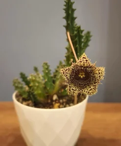 Starfish Cactus Live Plant – Stapelia grandiflora Succulent - Image 4