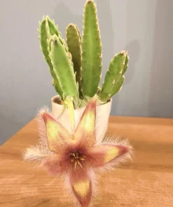 Starfish Cactus Live Plant – Stapelia grandiflora Succulent - Image 5