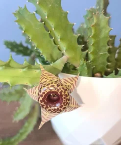 Starfish Cactus Live Plant – Stapelia grandiflora Succulent - Image 6