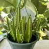 Starfish Cactus Live Plant – Stapelia grandiflora Succulent Houseplant - Image 1