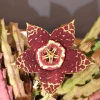 Starfish Cactus Live Plant – Stapelia grandiflora Succulent - Image 1