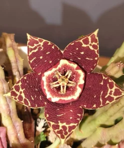Starfish Cactus Live Plant – Stapelia grandiflora Succulent - Image 1