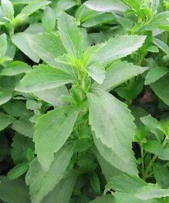 Stevia Live Plant - Pack of 3 Starter Plants - Sweetener Herb - Image 2