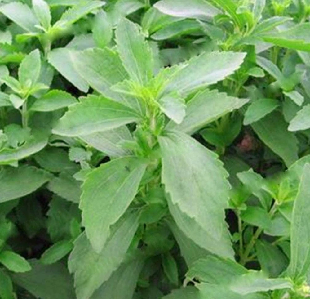 Stevia Live Plant - Pack of 3 Starter Plants - Sweetener Herb - Image 2
